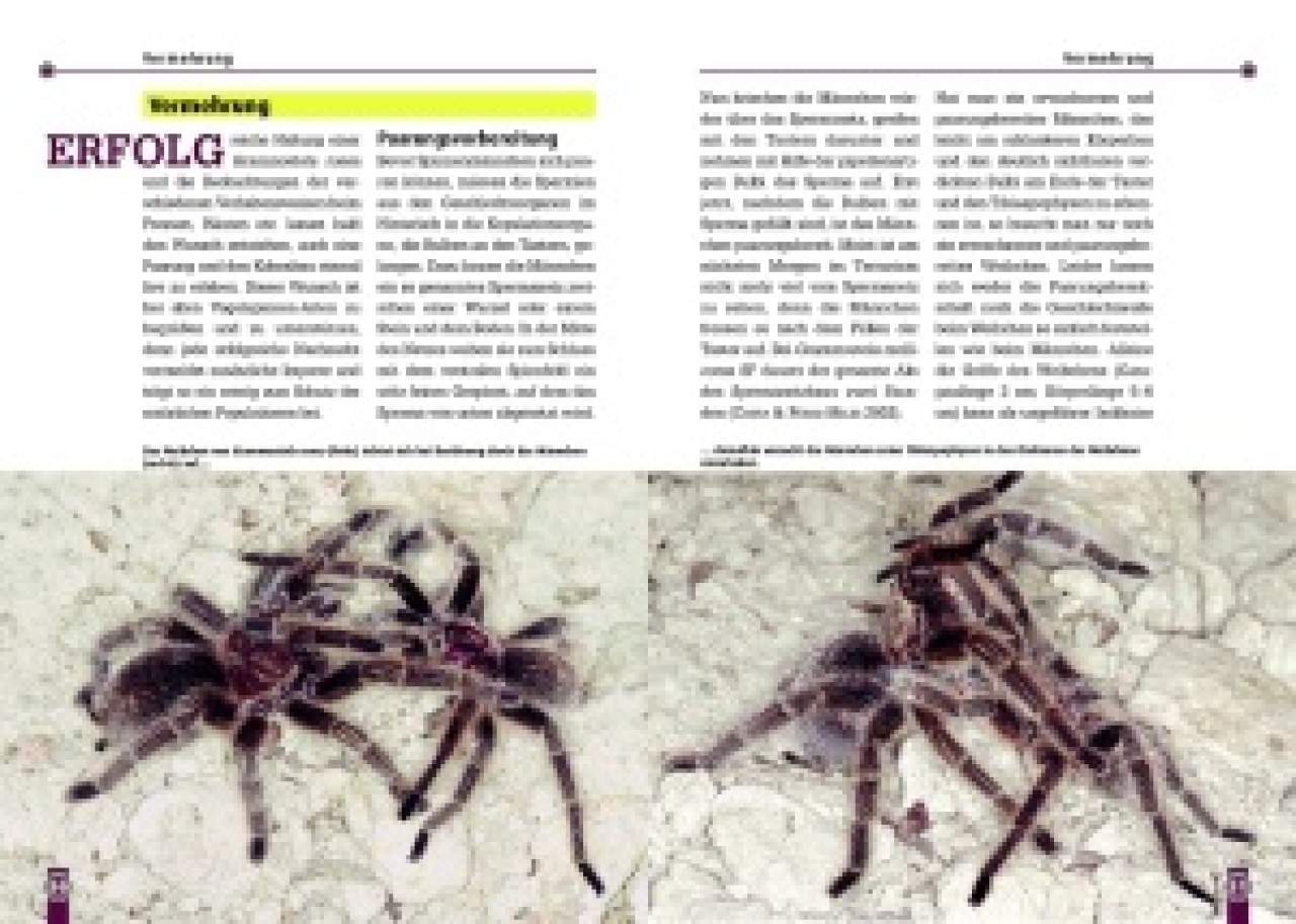 Die Rote Chile-Vogelspinne